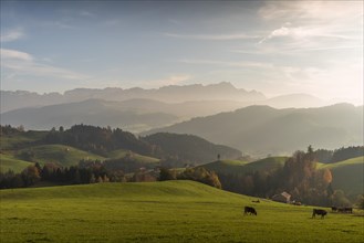 Cattle pastures in Appenzell
