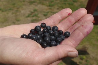 Blueberries in an opened hand