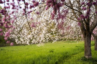 Blooming cherry trees with pink and white blossoms in spring