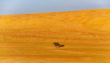 Single tree in the middle of Wahiba Sands Desert