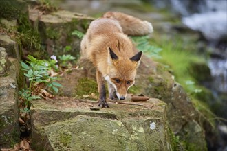 Red fox