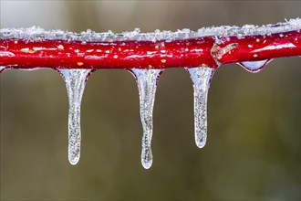 Red dogwood covered with ice after freezing rain
