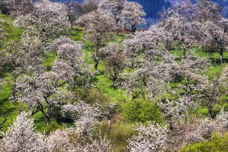 Blossoming cherry trees in hilly landscape