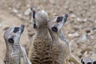 Alert meerkats
