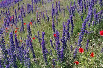 Viper's bugloss and poppies on a hillside