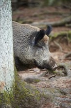 Portrait of a Central European boar