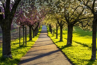 A beautiful alley with blooming pink and white cherry trees in spring