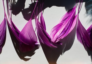 Collection of colored decorative feathers placed on white background