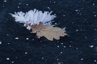 Oak leaf covered with ice crystals on frozen water surface
