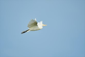Cattle egret