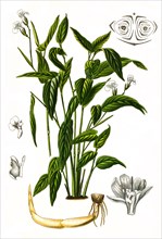 Maranta arundinacea is a useful plant. It is used to produce the so-called arrowroot flour