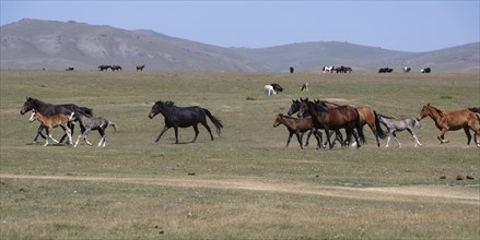 Horses running in the steppe near Song Kol Lake