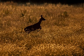 Roe deer