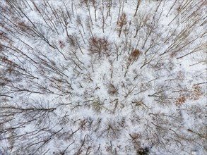 Small piece of deciduous forest in winter full of snow from a birds eye view