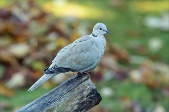 Eurasian Collared Dove sitting on tree trunk seen on the right