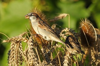 House sparrow