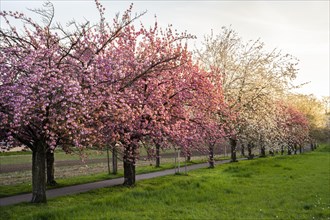 A beautiful alley with blooming pink and white cherry trees in spring in the evening sun