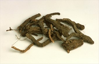 Peucedanum decursivum root
