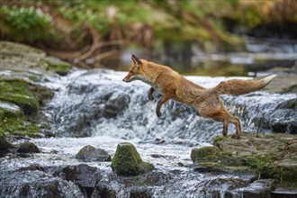 Red fox