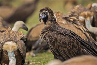 Vultures mixed