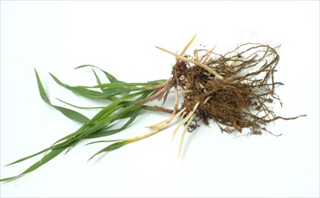 Medicinal plant couch grass
