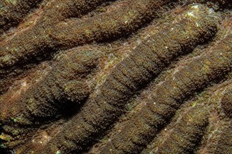 Extreme close-up of polyps of brain coral