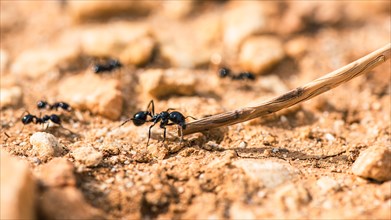 European Harvester Ant