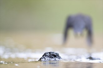 White-breasted dipper