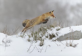 Red fox