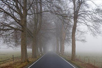 Tree-lined avenue in early morning fog