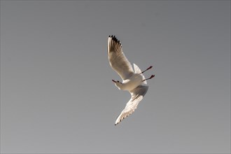 Pair of seagulls flying in blue a sky background