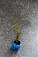 Tree in a blue plastic bucket on a rainy day