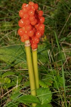 Spotted arum two inflorescences with many orange fruits