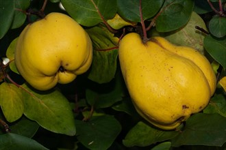 Quince two yellow fruits side by side with green leaves