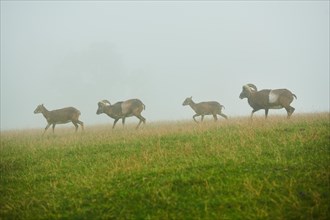 European mouflon