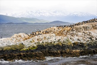 A rocky island full of cormorants in the Beagle Channel