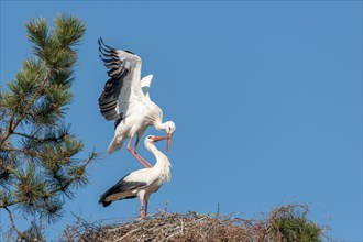 Pair of white stork