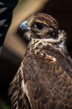 Falcon hawk bird on falconers hand during birds show