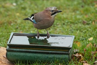 Eurasian Jay sitting on table with water in green grass seen from front right