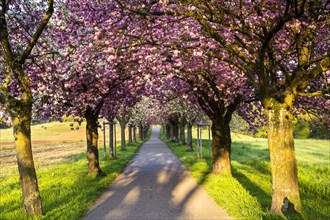 A beautiful alley with blooming pink and white cherry trees in spring in the morning sun
