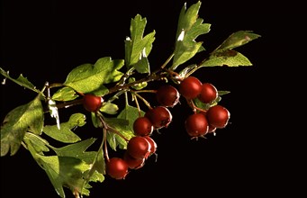 Fruits of the hawthorn