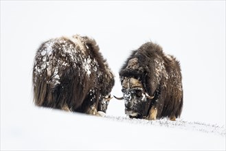 Two musk oxes