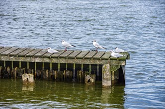 Seagulls on a jetty at Zierker See in Neustrelitz