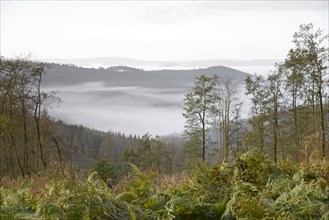 View over autumnal mixed forest and mountain heights as fog rolls in