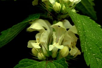 Medicinal plant White dead-nettle album
