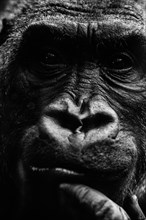 Gorillas