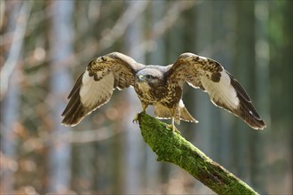 Steppe buzzard