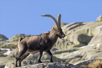 Iberian ibex