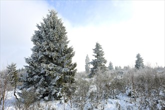 Ripened forest with birch plants