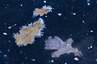 Oak leaves covered with ice crystals on frozen water surface